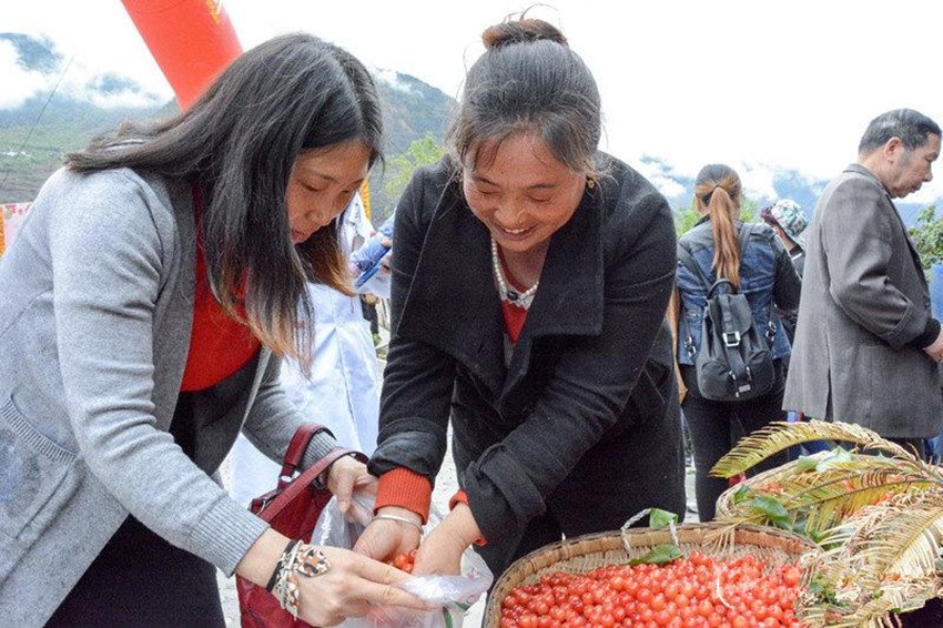 櫻桃紅了，老百姓笑了