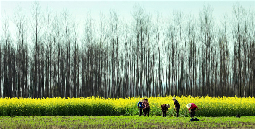 在希望的田.jpg 在希望的田.jpg